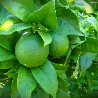 زراعة شجرة الليمون